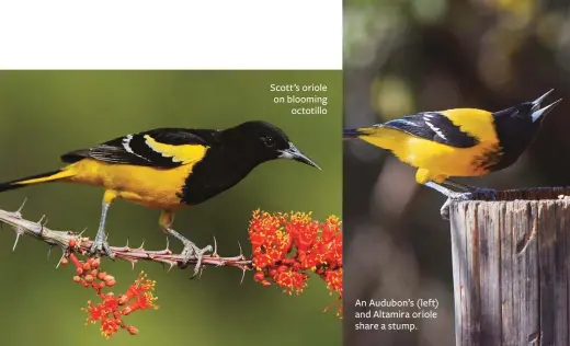  ??  ?? Scott’s oriole on blooming octotillo An Audubon’s (left) and Altamira oriole share a stump.