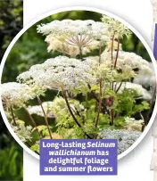  ??  ?? Long-lasting Selinum wallichian­um has delightful foliage and summer flowers