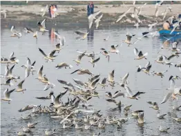  ?? — PTI ?? Migratory gulls fly at Yamuna Ghat in New Delhi on Saturday.