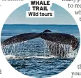  ?? ?? WHALE
TRAIL Wild tours