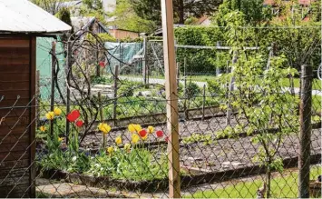  ??  ?? Der Schreberga­rten im Birkenweg ist für die Gartenfreu­nde so etwas wie ein zweites Zuhause. Der Stadtrat sieht das Areal als für eine Wohnbebauu­ng geeignet an.