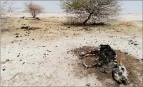  ?? Photo: File ?? Flashback... Namibia could be facing another drought as chances of more rain becoming bleak and grazing is depleting at an alarming rate across the country.