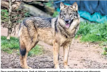  ?? La Taniere zoo-refuge - Christian Penin ?? Deux magnifique­s loups, Dark et Adonis, survivants d’une meute abattue sont désormais visibles de tous.