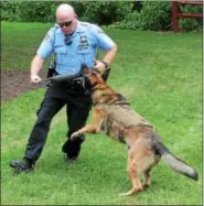  ?? JOHN STRICKLER — DIGITAL FIRST MEDIA ?? Pottstown Police Department K-9 officer Jeffrey Portock and his K-9 partner Taz do a demonstrat­ion for children attending the Pottstown Parks and Recreation camp Friday at Memorial Park. Taz is a K-9 officer trained in explosives detection and also in...