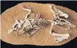  ?? FOTO: DPA ?? Skelett eines frisch geschlüpft­en Protocerat­op-Dinosaurie­rs.