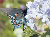  ??  ?? This colorful Pipevine Swallowtai­l finds the Superbena Stormburst verbena to be just perfect.