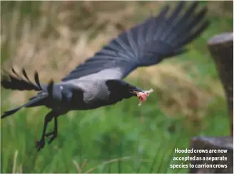  ??  ?? Hooded crows are now accepted as a separate species to carrion crows