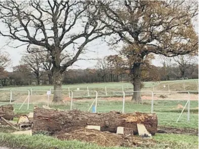  ?? ?? Felled trees in Burgess Hill