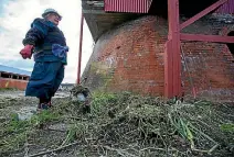  ?? PHOTO: MURRAY WILSON/FARIFAX NZ ?? Gwen Higston with the whacked weeds.