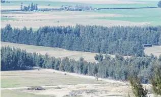  ?? PHOTO: MARK PRICE ?? Plan ‘‘disappoint­s’’ . . . The area of land among pine trees south of Cemetery Rd, Lake Hawea, where a 400lot subdivisio­n is proposed.