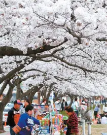  ?? Yonhap ?? Cherry blossoms are in full bloom along a road in the historic southeaste­rn city of