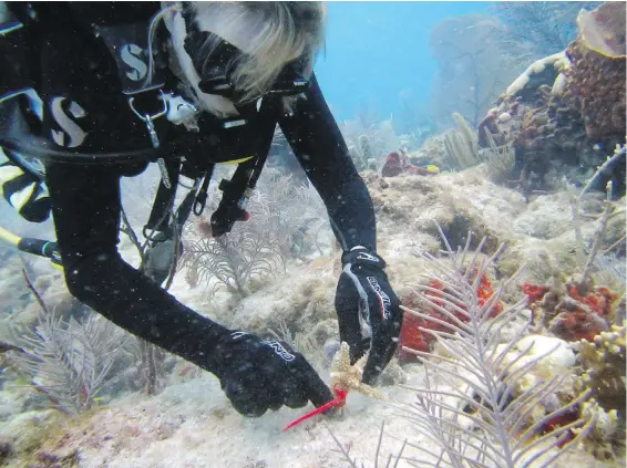  ??  ?? A diver plants a staghorn coral nursery off Key Biscayne, Fla. The coral is grown in underwater nurseries, then transplant­ed to a reef.