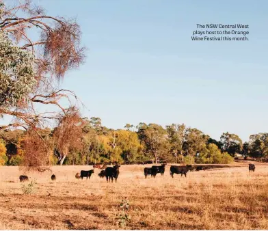  ??  ?? The NSW Central West plays host to the Orange Wine Festival this month.