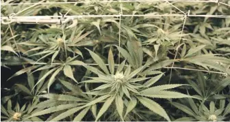  ?? AP FILE PHOTO ?? HIGH TIME? The state’s Cannabis Control Commission is set to vote on its first recreation­al license tomorrow, a proposed cultivatio­n facility, Sira Naturals, in Milford.