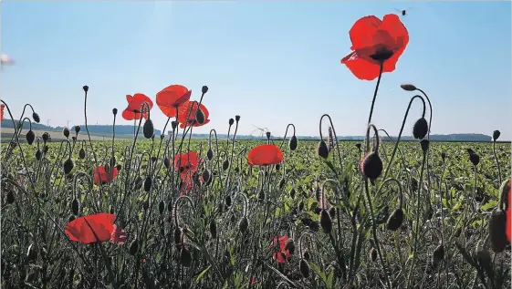  ?? PHOTOS BY LYNN HADDRALL ?? Wild poppies grow abundantly along rural roads in northern France, not far from fields where Canadian soldiers made the ultimate sacrifice.