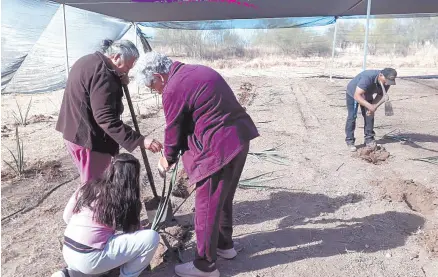  ?? ?? l Mujeres acuden a diario a este vivero para cuidar de plantas nativas, incluida el agave angustifol­ia haw.