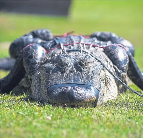  ??  ?? TIED UP: An alligator lies outside of the School of Nursing building at the Alcorn State University campus in Natchez, Mississipp­i. Wildlife officers restrained the nine-foot gator before wrangling it into the back of a pickup truck for removal.