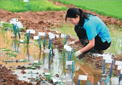  ?? LI ZIHENG / XINHUA ?? A technician collects rice seedlings for transfer to a salinity test field at the Qingdao Saline-Alkali Tolerant Rice Research and Developmen­t Center.