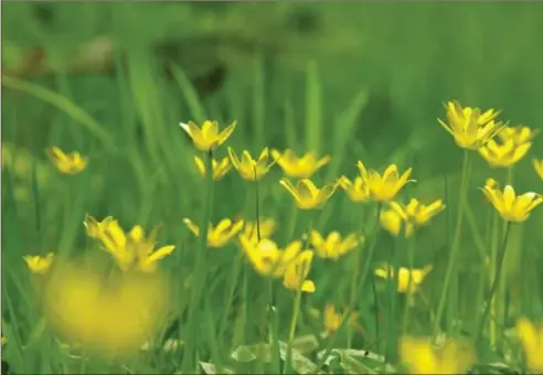  ??  ?? There are four subspecies of Lesser Celandine