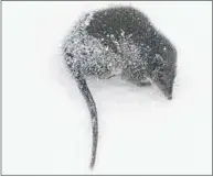  ??  ?? HIDING: This Mt Buller ‘local’ creature tries to hide its way into the snow drift but was caught on camera by Tony Harrington.
