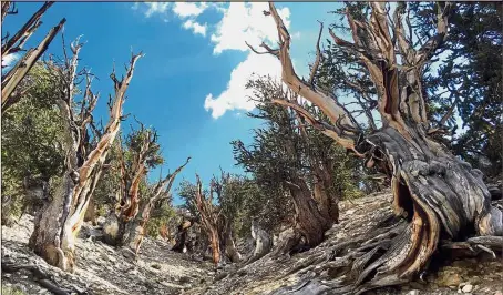  ??  ?? Cause for concern: Gnarled bristlecon­e pine trees seen in the White Mountains in east of Bishop, California. — AP