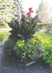  ??  ?? This beautiful pot features canna as the thrillers, sweet potato vine as the fillers and lobelia and million bells as the spillers.