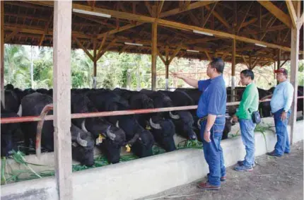  ??  ?? Dr. Julius Abela (in the dark blue polo shirt), Philippine Carabao Center director at Visayas State University (PCC-VSU) in Baybay City, Leyte, inspects the herd of Italian murrah heifers entrusted to the proponent-cooperator of the country’s first...