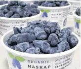  ?? CONTRIBUTE­D ?? Haskap berries typically look like elongated blueberrie­s.