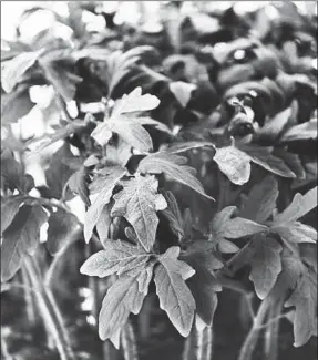  ?? Contribute­d ?? Tomato plants can be grown from seed.