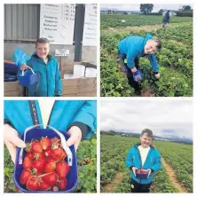  ??  ?? Very berry A day out at Yonderton Farm is the pick of the crop for strawberry lover Aidan