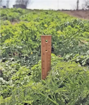  ?? OSU EXTENSION ?? Poison hemlock rosettes in Columbus on March 25.
Mike Hogan is an Extension Educator, Agricultur­e and Natural Resources and associate professor with Ohio State University Extension.
hogan.1@osu.edu