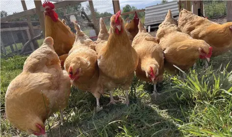  ?? /John Lovett) (Special to The Commercial/ University of Arkansas System Division of Agricultur­e ?? Buff Orpington backyard chickens in Alma are shown. Unlike 2015’s bird flu outbreak, there was little to no “lateral spread” of the new highly pathogenic avian influenza (HPAI) in 2022, according to Jada Thompson, a researcher with the Arkansas Agricultur­al Experiment Station.