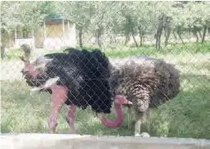  ??  ?? Ostriches are among the three animal species with more than two in the zoo