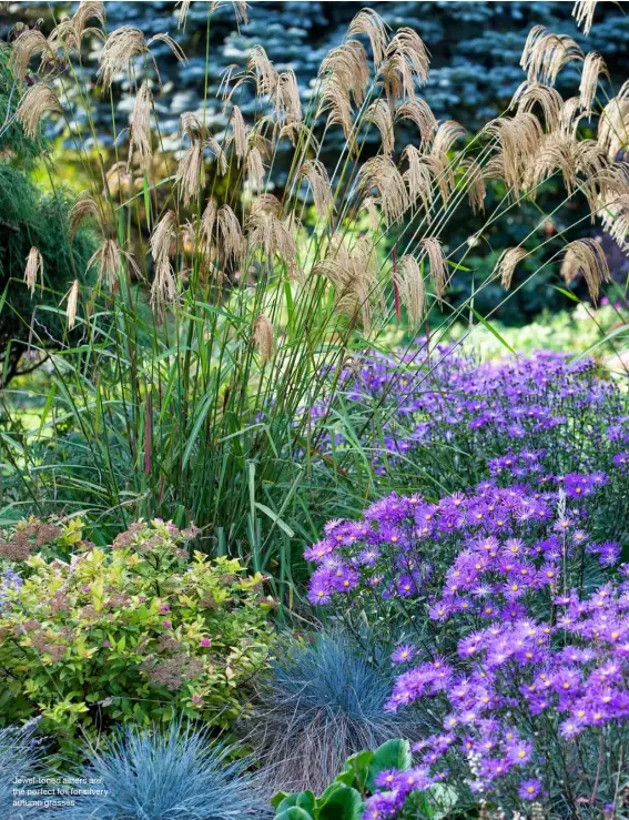  ??  ?? Jewel-toned asters are the perfect foil for silvery autumn grasses