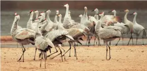  ?? GREG DIXON ?? Sandhill cranes roost for the night on Helena Island, along the Wisconsin River at the Aldo Leopold Foundation near Baraboo in November 2016.