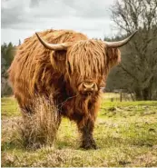  ??  ?? Ganz ruhig verspeist dieses Rind sein Gras bei Asch im Landkreis Neu-Ulm. Marc Spengler hat es fotografie­rt.