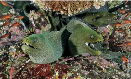  ??  ?? Spotted moray eels