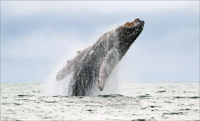  ?? FOTO: LEHTIKUVA / AFP PHOTO / LUIS ROBAYO ?? Knölvalarn­a i oceanerna är nu ungefär 100 000, vilket kan vara lika många som före valfångste­ns tid.