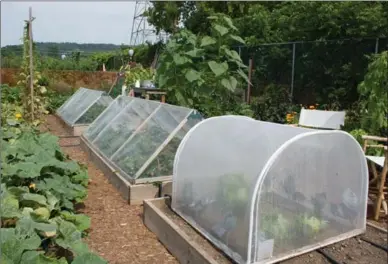  ??  ?? Triangular tents protect strawberri­es from birds and voles. The hoop house from Lee Valley Tools keeps cabbage free of pests.