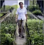  ?? CARLOS GIUSTI — THE ASSOCIATED PRESS ?? Luisa Rosado Seijo, manager of the ecological recovery program developed by Para la Naturaleza, a non-profit organizati­on, makes a tour of one of the NGO’s nurseries in the in Rio Piedras Botanical Garden, in San Juan, Puerto Rico. “This is a project...