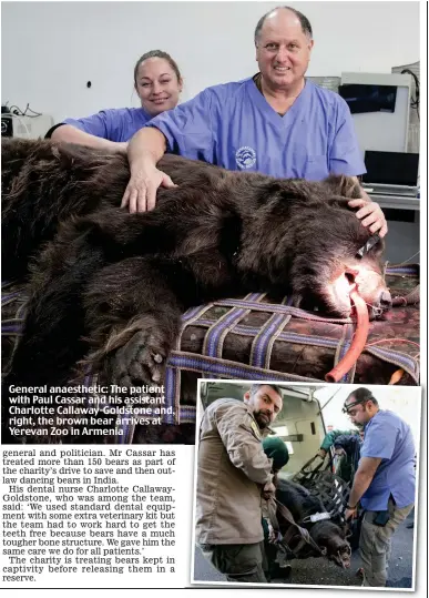  ??  ?? General anaestheti­c: The patient with Paul Cassar and his assistant Charlotte Callaway-Goldstone and, right, the brown bear arrives at Yerevan Zoo in Armenia