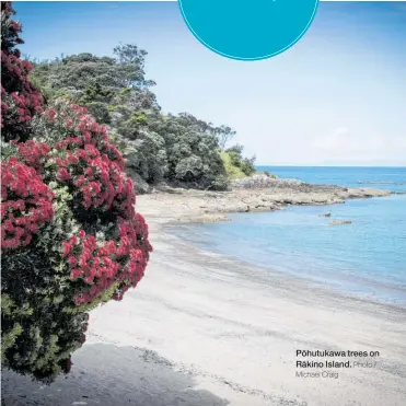  ?? Michael Craig Photo / ?? Po¯ hutukawa trees on Ra¯ kino Island.