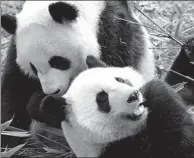  ?? SHE YI / FOR CHINA DAILY ?? A pair of panda cubs, Mei Lun and Mei Huan, make their debut at the Chengdu Research Base of Giant Panda Breeding in Sichuan province on Tuesday after they returned from the United States.