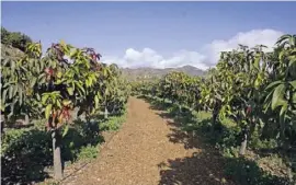  ??  ?? Bei einem Ausflug über Mango-Plantagen lernen die Tour-Teilnehmer viel über den Anbau des exotischen Obstes.