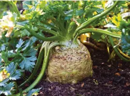  ?? ?? Celeriac crowns grow above ground and need to be kept well watered