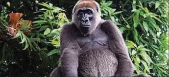  ??  ?? Cross River gorilla