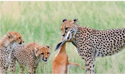  ?? FOTO: SILVIA UND WERNER HERRMANN ?? Drei Geparden in der Zentral-Kalahari haben sich ihre Mittagesse­n erjagt.