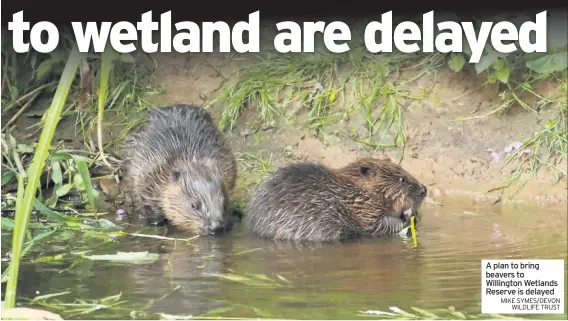  ?? MIKE SYMES/DEVON WILDLIFE TRUST ?? A plan to bring beavers to Willington Wetlands Reserve is delayed