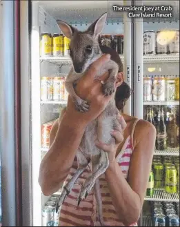  ??  ?? The resident joey at Crab Claw Island Resort