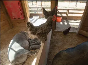  ?? NWA Democrat-Gazette/BEN GOFF ?? Chickens perch in a barn at the Hanna Family Ranch in Bentonvill­e on Thursday.